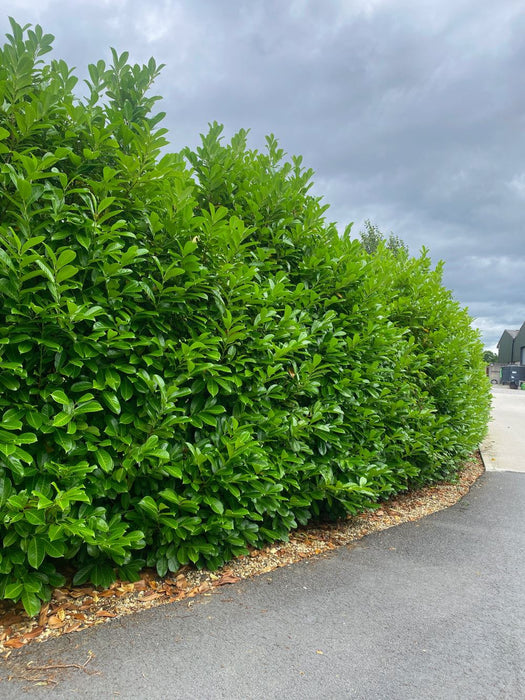 Laurel Hedging Specimen Trimmed 220/230cm 110 Litre Pot