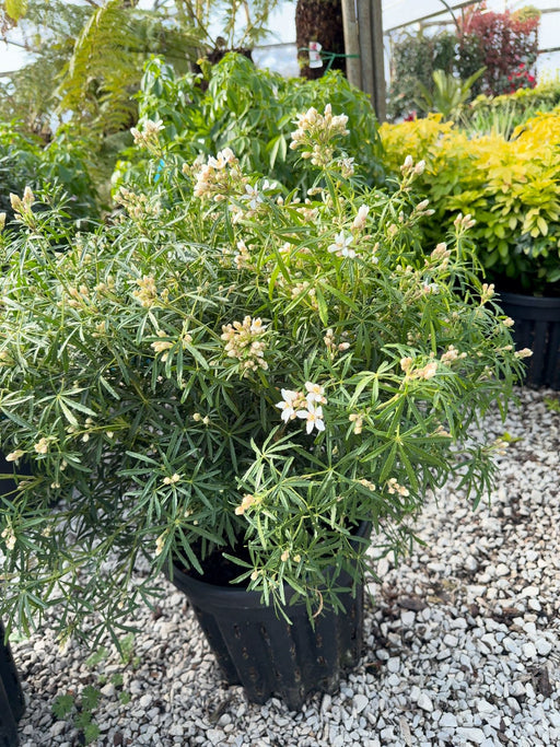 Choisya Ternata White Dazzler 20 Litre Pot 50-60cm Tall