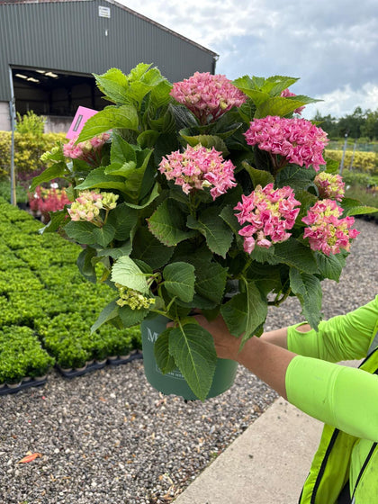 Hydrangea Magical Jewel 10 Litre Pot