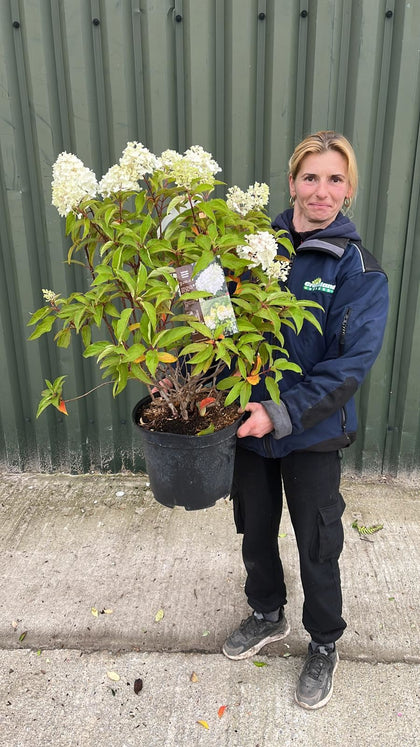 Hydrangea Paniculata Phantom 10 Litre Pot