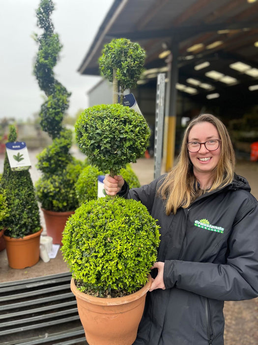 Buxus Sempervirens Trio-Ball Stack 10 Litre Pot