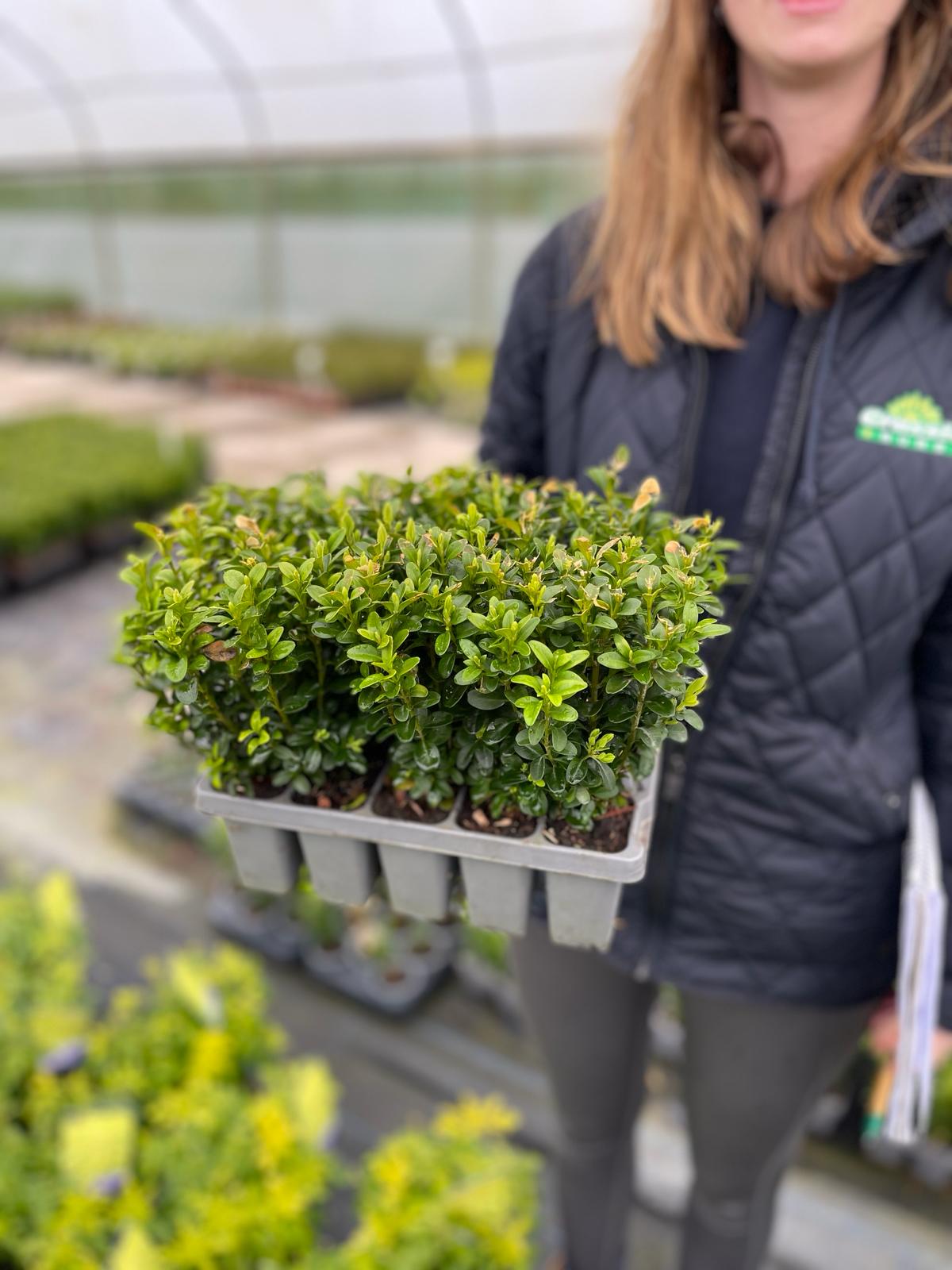 Box Hedging 10 Pack Tray 15cm high
