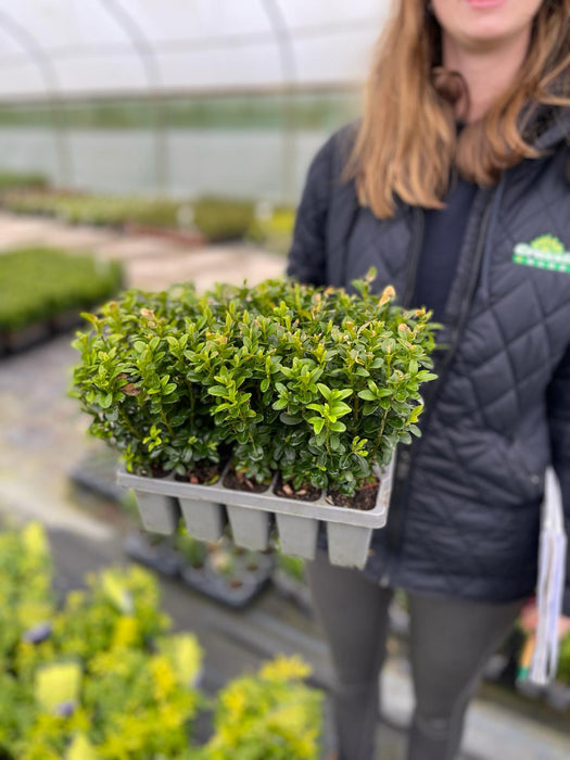Box Hedging 10 Pack Tray 15cm high