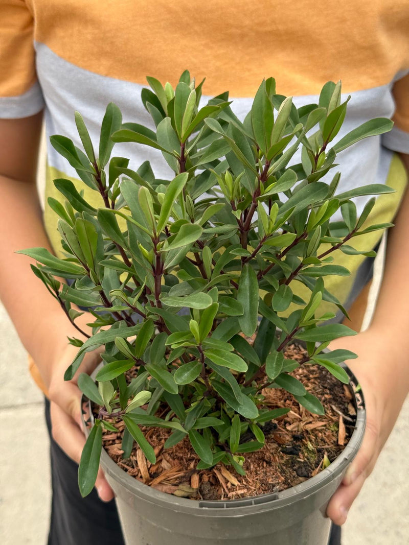 Hebe Wiri Charm 2 Litre Pot
