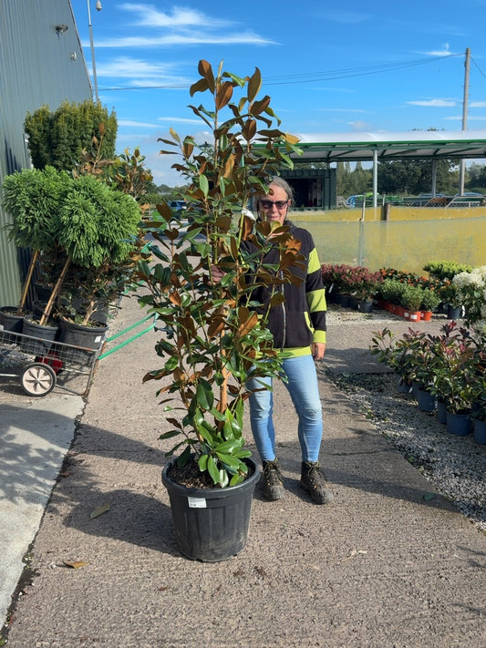 Magnolia Grandiflora Goliath 35 Litre Pot 150-160cm