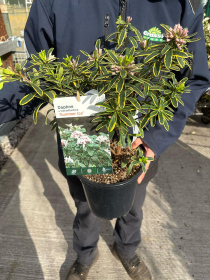 Daphne x transatlantica Summer Ice 4.5 Litre Pot