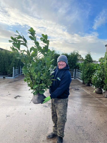 Laurel Hedging Root Ball 80/100cm