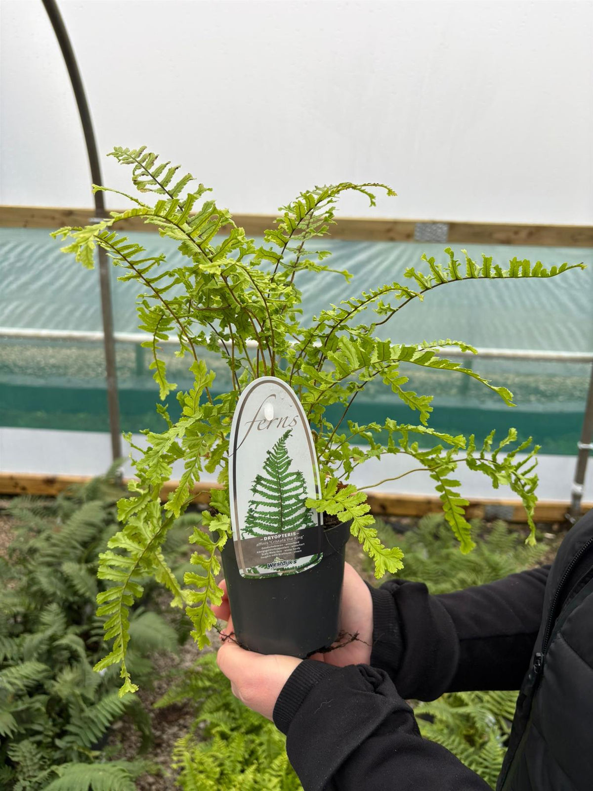 Dryopteris affinis Cristata the King 3 Litre Pot