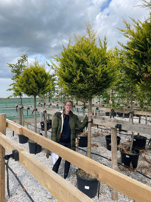 Cupressus Castlewellan Gold 3/4 Standard