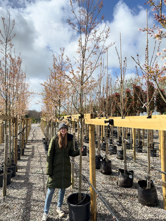 Amelanchier Robin Hill Std 8/10 cm Girth Potted