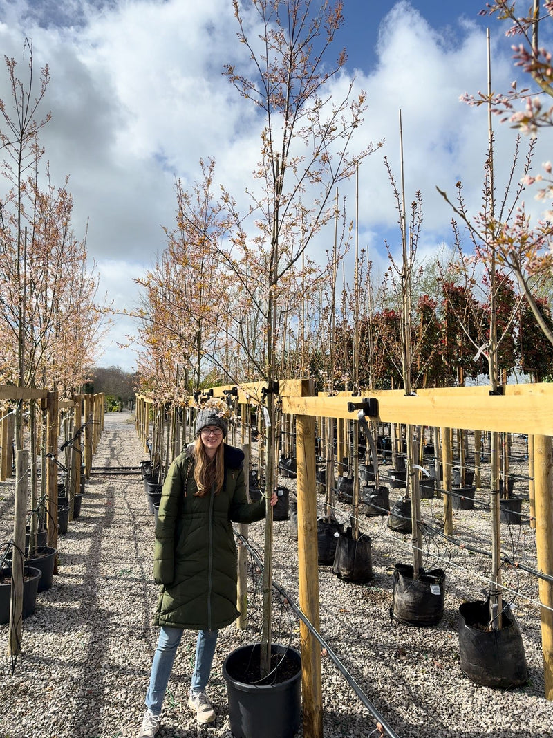 Amelanchier Robin Hill Std 8/10 cm Girth Potted