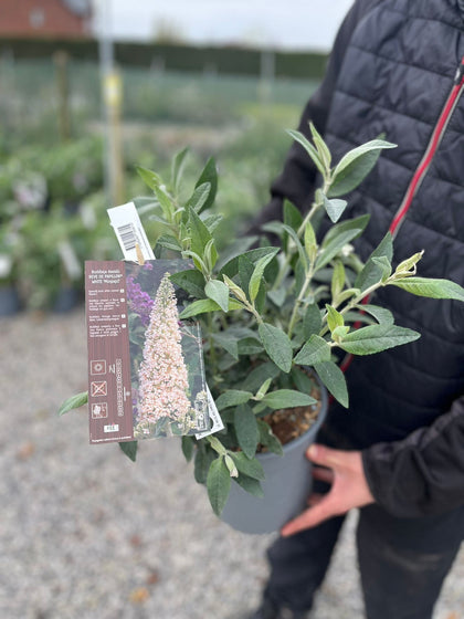 Buddleja d. Reve Papillon White 4.5 Litre Pot