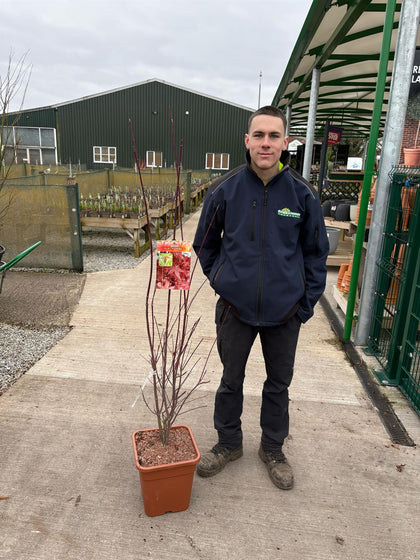 Acer palmatum Redwine 14 Litre Pot
