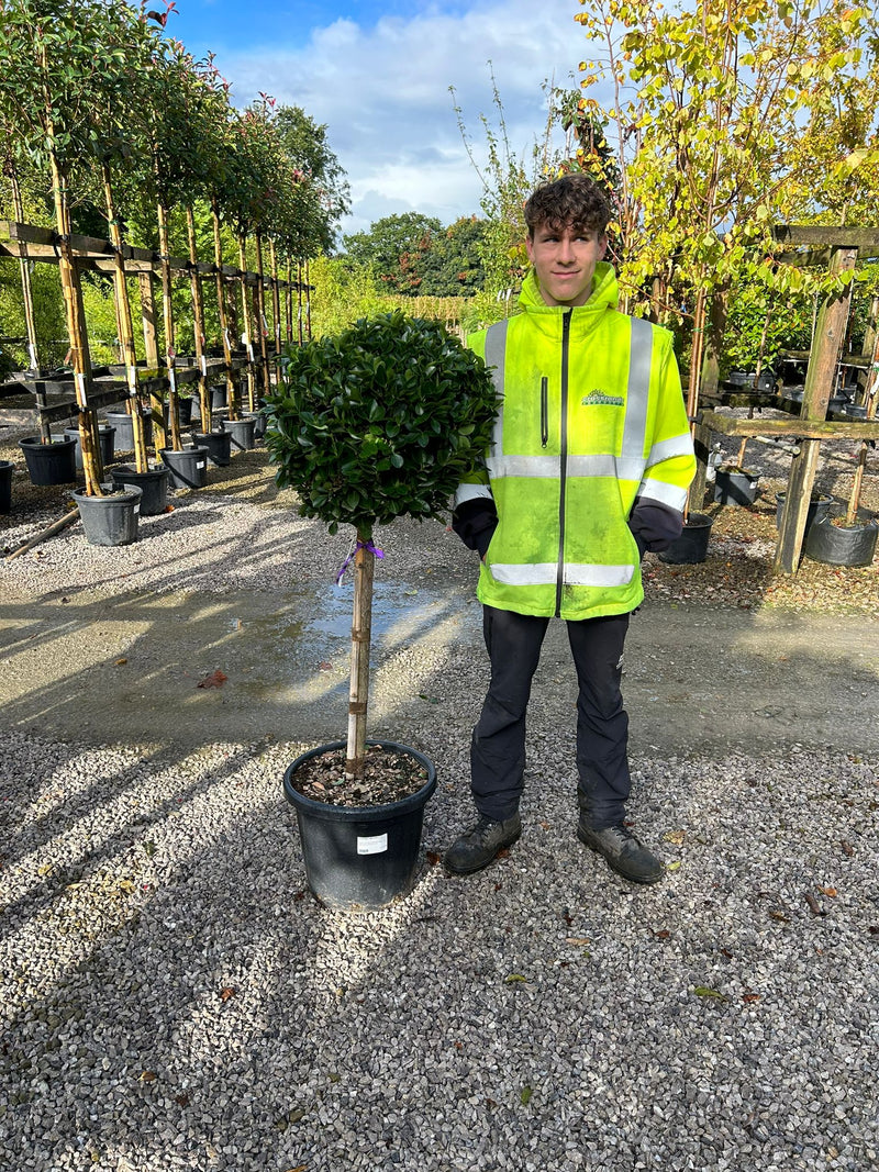 Euonymus japonicus Half Standard 30 Litre Pot