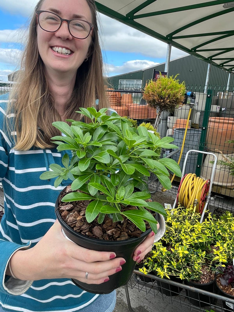 Choisya Ternata 3 Litre Pot