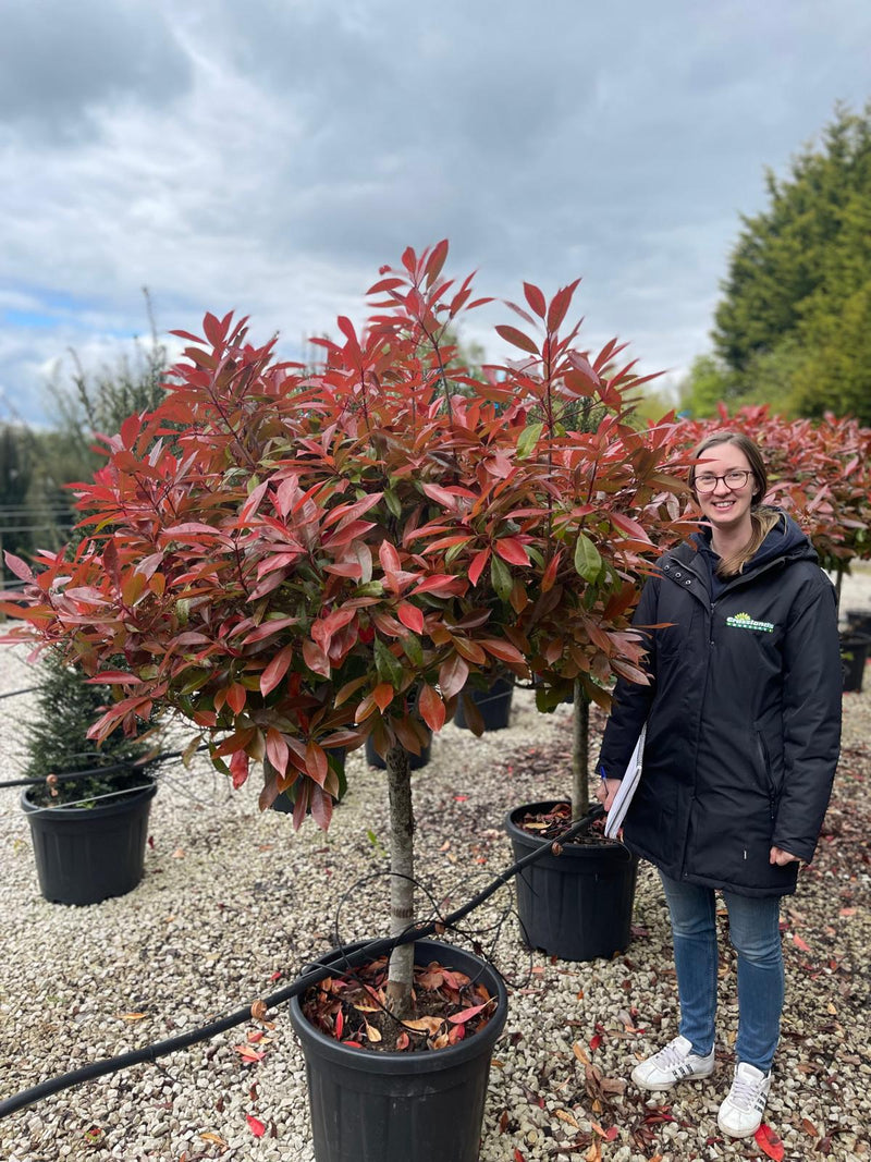 Photinia Red Robin Half Standard 55 Litre Pot 110-120cm Head
