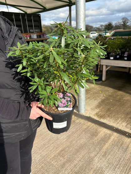 Daphne Transatlantica Pink Fragrance 4.5 Litre Pot