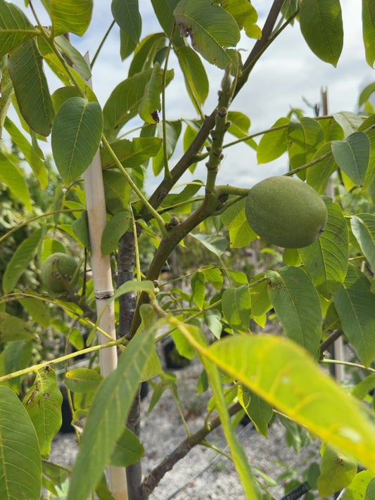 Juglans Regia Franquette 40 Litre