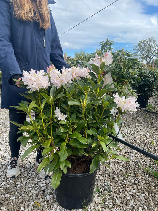 Rhododendron Hybrid Cunninghams White 20 Litre Pot