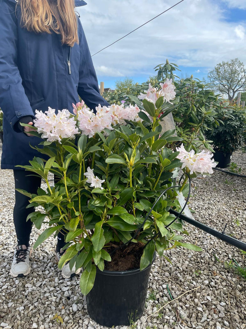 Rhododendron Hybrid Cunninghams White 20 Litre Pot