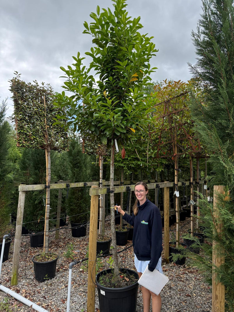 Prunus laur. Novita Cherry Laurel Full Standard 16/18cm Seconds