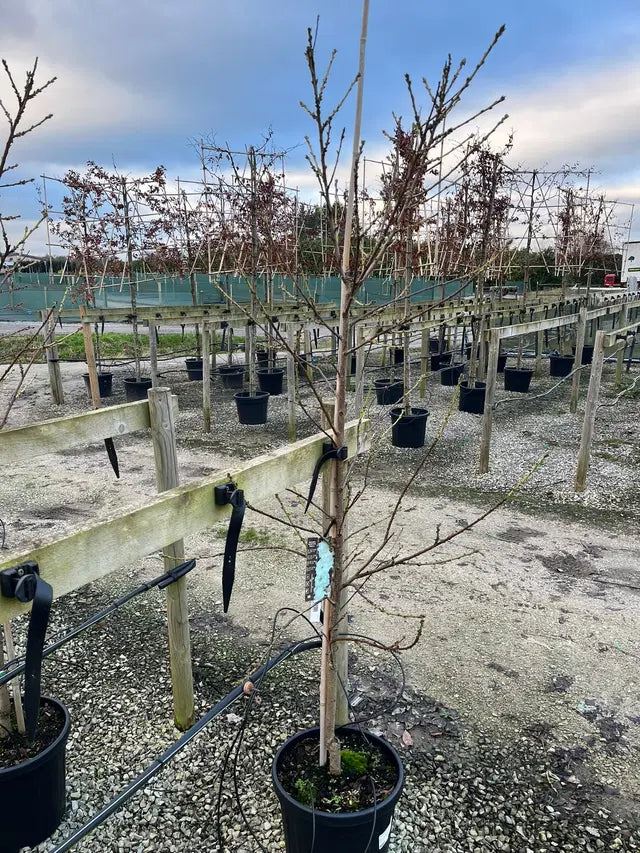 Prunus Taoflora White 10 Litre Pot