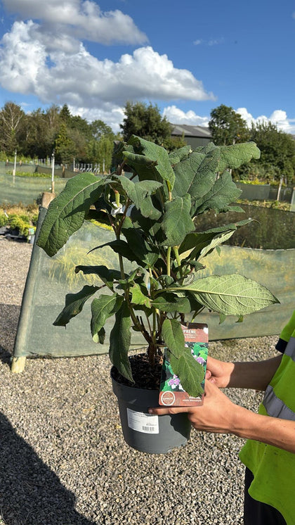 Hydrangea Aspera Macrophylla 4 Litre Pot 40/60cm