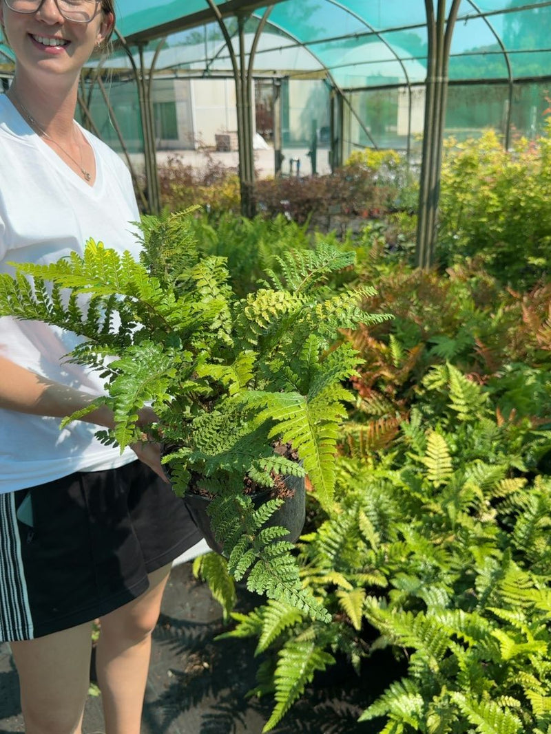 Polystichum polyblepharum - Japanese Tassel Fern 3 Litre Pot