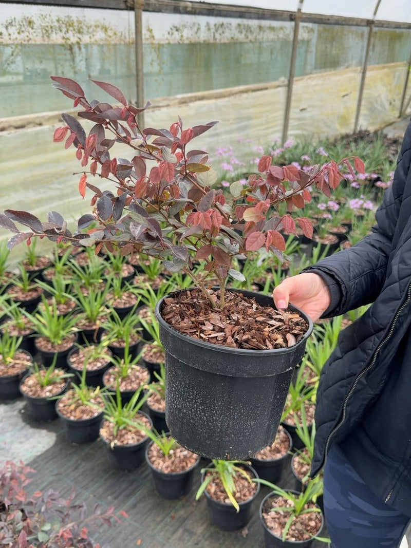 Loropetalum chinense 'Fire Dance' - Chinese Fringe Flower 3 Litre Pot