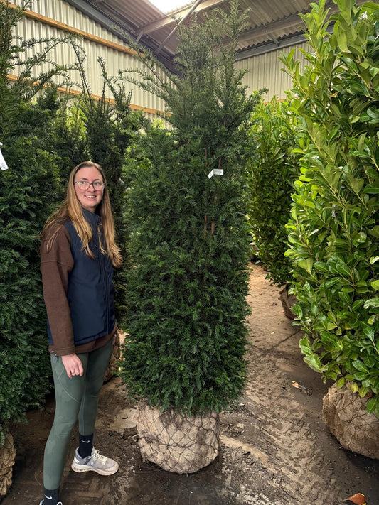 Yew Hedging Instant 160/180cm 90 Litre Pot