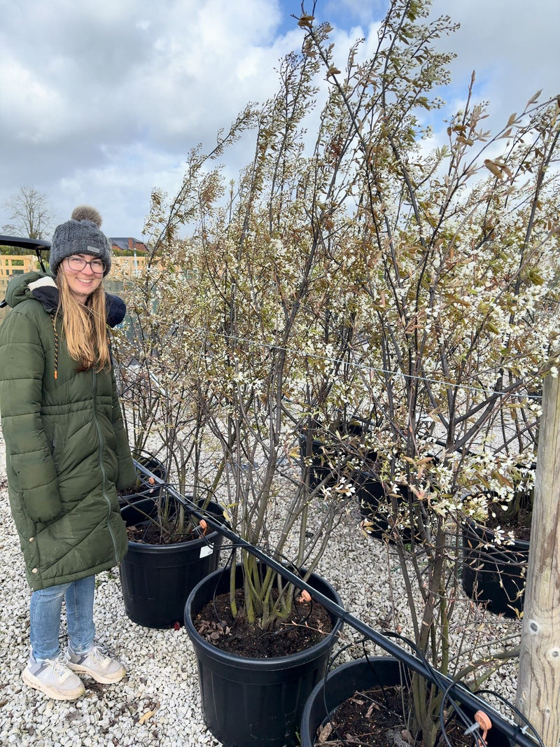 Amelanchier Lamarckii Multi Stem 175/200cm