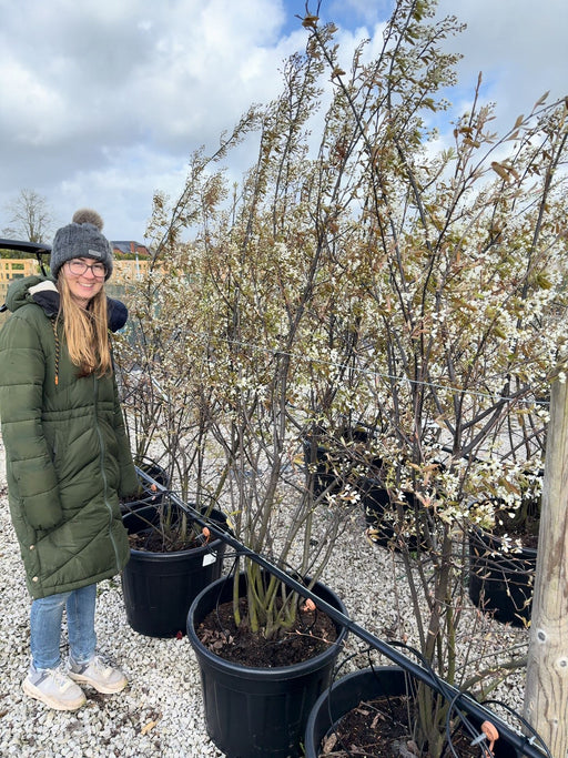 Amelanchier Lamarckii Multi Stem 175/200cm More Ready June