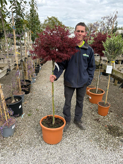 Acer palmatum Shaina 25 Litre Pot Half Standard