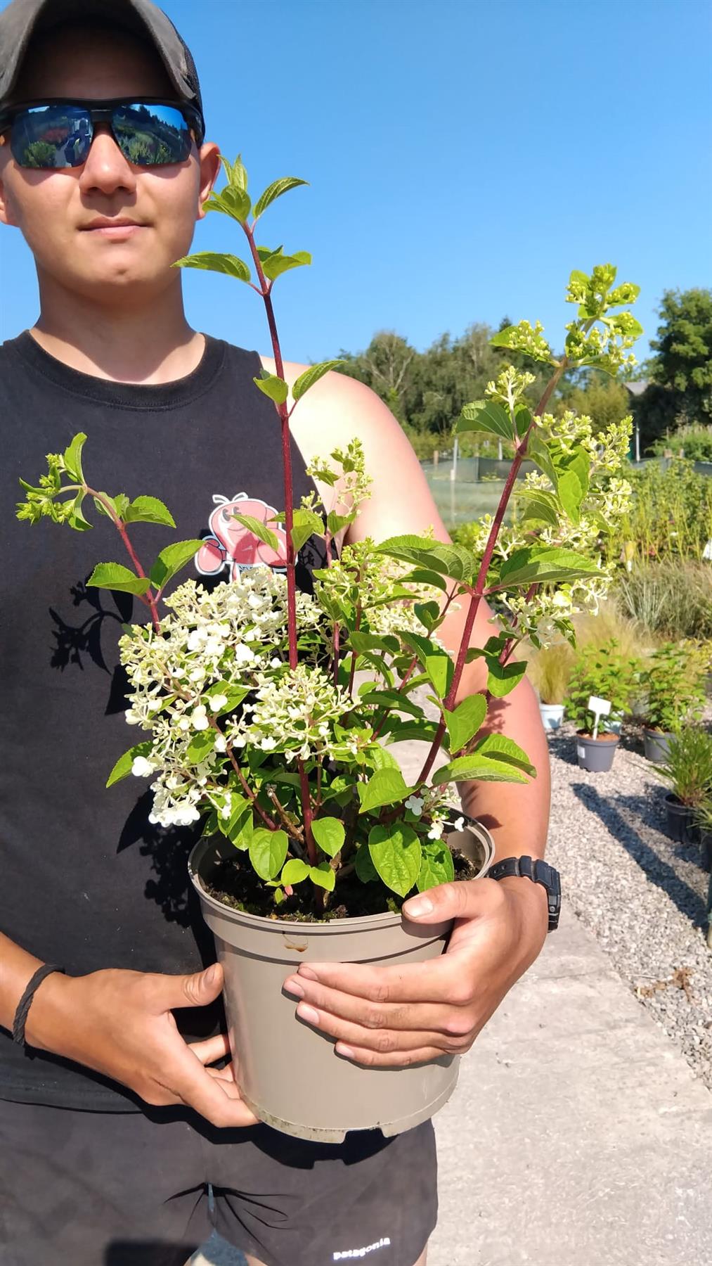 Hydrangea Paniculata Graffiti 5 Litre Pot