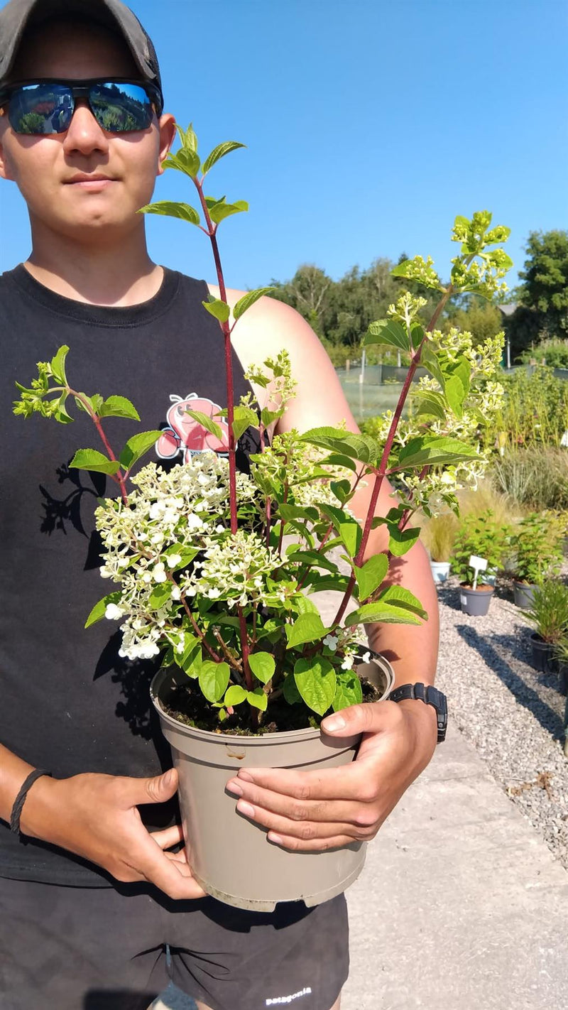 Hydrangea Paniculata Graffiti 5 Litre Pot