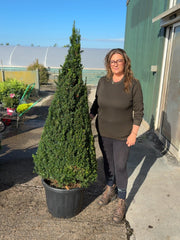 Yew Cone Taxus Baccata 45 Litre Pot 140-150cm