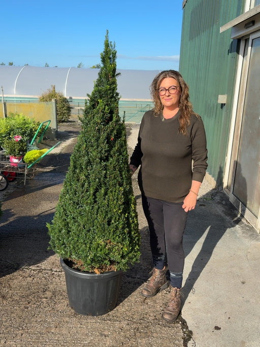 Yew Cone Taxus Baccata 45 Litre Pot 140-150cm