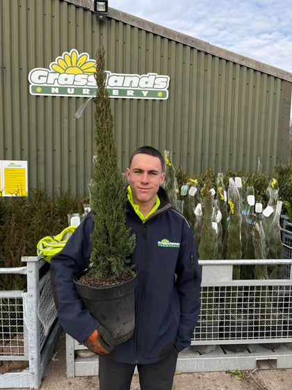Cupressus sempervirens 9 Litre Pot 100/120cm