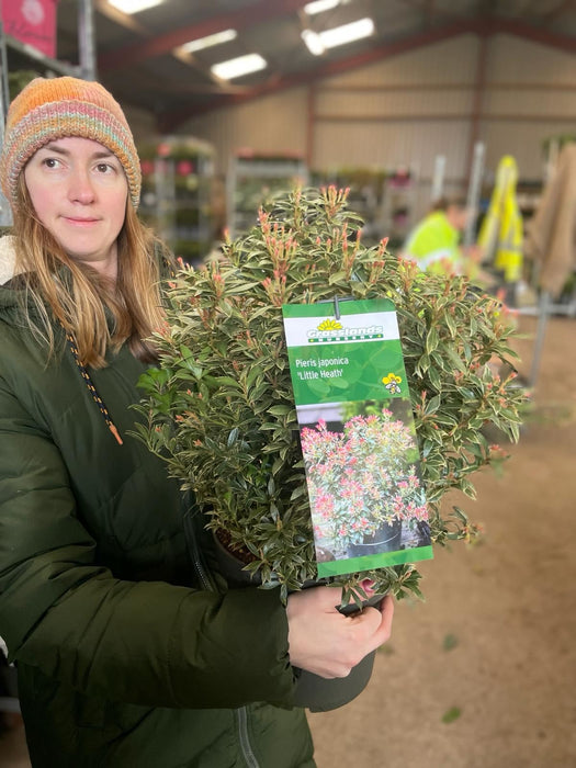 Pieris japonica Little Heath 7.5 Litre Pot
