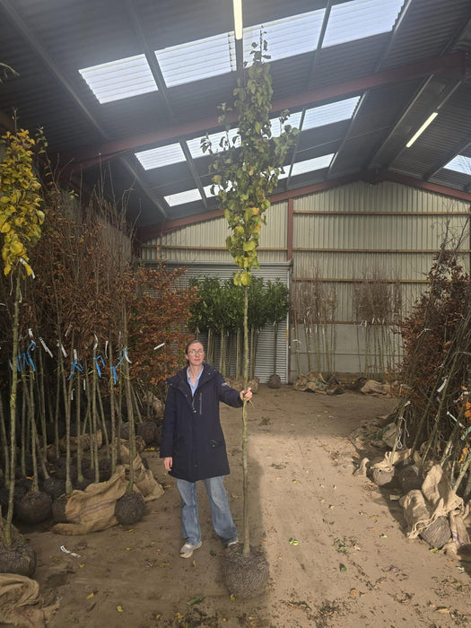 Pyrus Chanticleer Standard 8-10cm Girth Rootballed