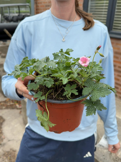Geranium Wargrave Pink 2 Litre Pot
