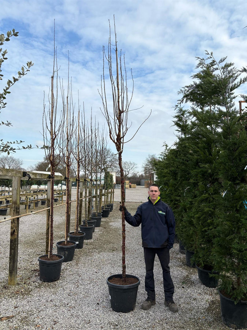 Prunus Serrula 45 Litre Pot 12-14cm Girth