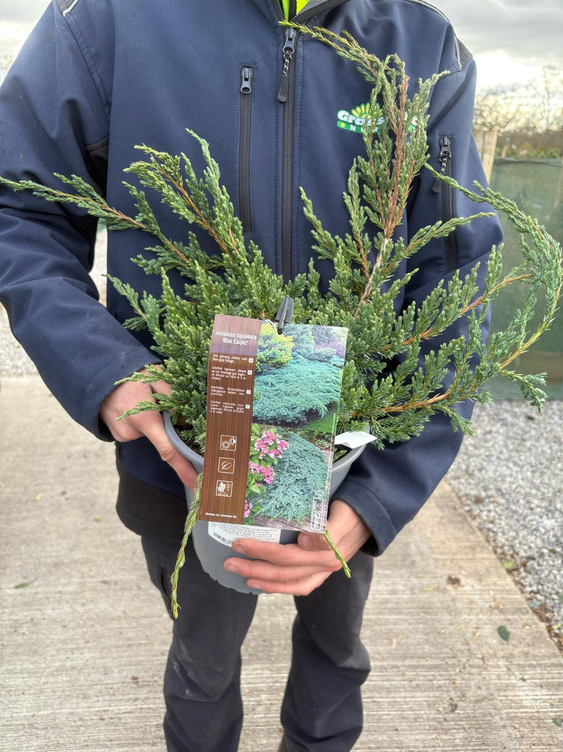 Juniperus Blue Carpet 4.5 Litre Pot