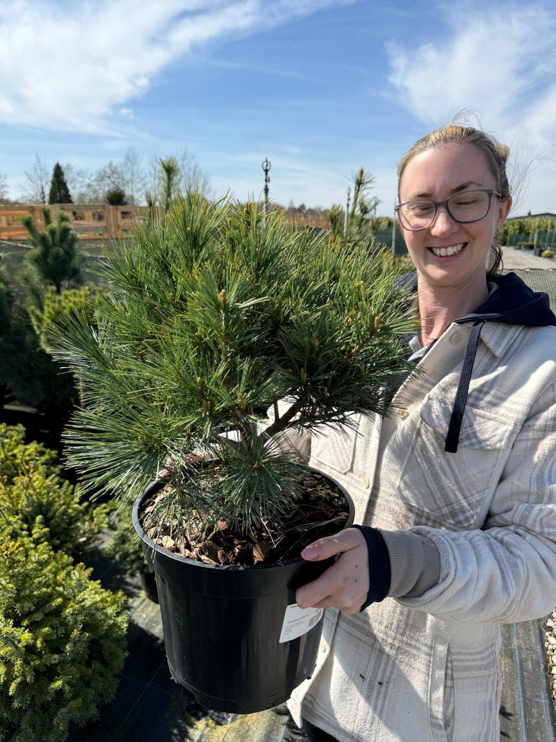 Pinus Strobus Blue Shag 7.5 Litre Pot