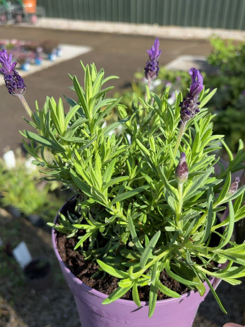 Lavender Stoechas Great Adventure 2 Litre Pot