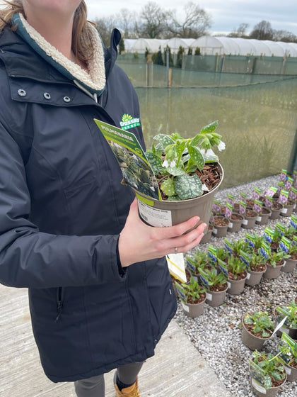 Pulmonaria Sissinghurst White 2 Litre Pot