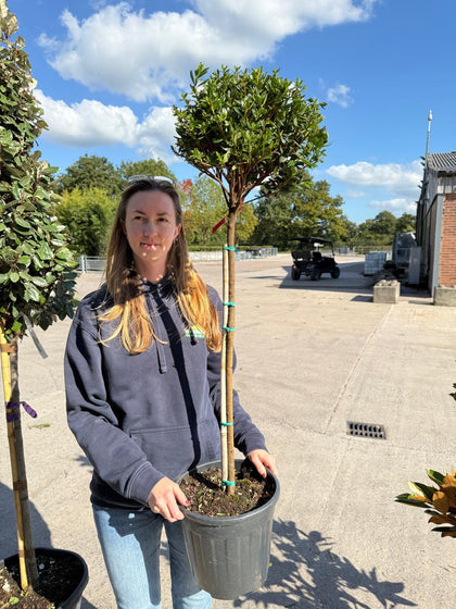 Azalea Jap. Aladdin Scout 7 Litre Pot 1/2 Standard
