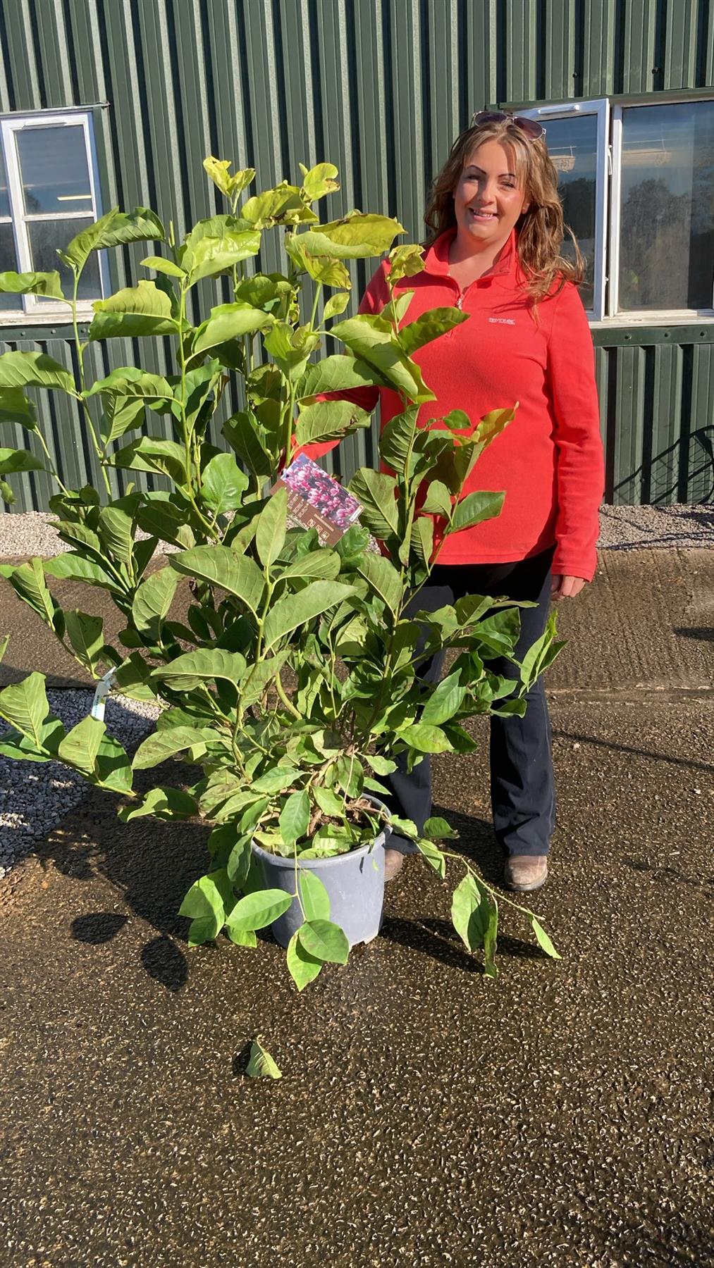 Magnolia soulangeana Rustica Rubra 15 Litre Pot