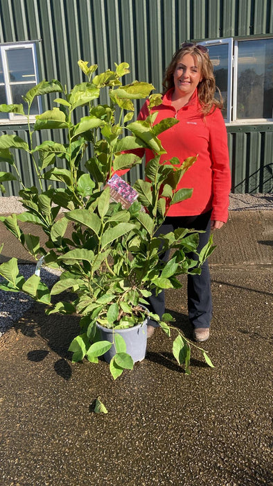 Magnolia soulangeana Rustica Rubra 15 Litre Pot