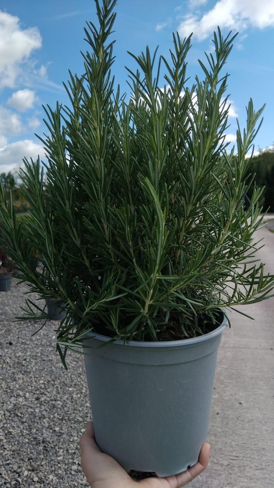 Rosmarinus Officinalis 3.5  Litre Pot
